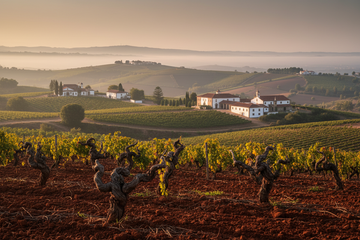 Viñedo en Bairrada Portugal