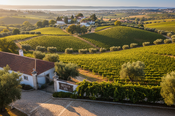 Viñedo en Lisboa y Tejo Portugal