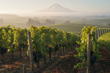 Viñedo En Oregon USA