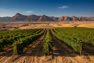 Néguev viñedo en Israel