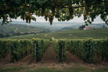 Región vinícola de vino verde en porgugal con viñedos y uvas típicas de la región