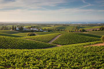 Viñedo en Sanlúcar de barrameda españa