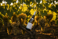 Viñedo Chenin Blanc Vouvray