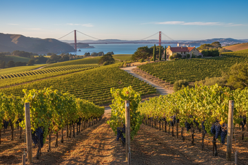 Vinos de Estados Unidos y genera un viñedo con el Golden Gate de Fondo